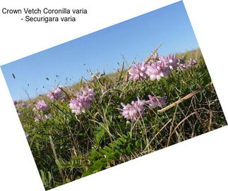 Crown Vetch Coronilla varia     - Securigara varia