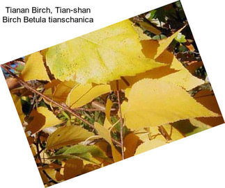 Tianan Birch, Tian-shan Birch Betula tianschanica