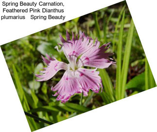 Spring Beauty Carnation, Feathered Pink Dianthus plumarius   Spring Beauty