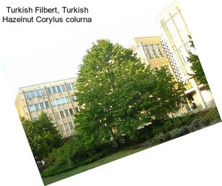 Turkish Filbert, Turkish Hazelnut Corylus colurna