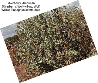 Silverberry, American Silverberry, Wolf-willow, Wolf Willow Elaeagnus commutata