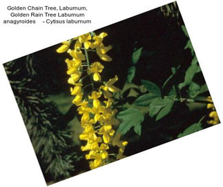 Golden Chain Tree, Laburnum, Golden Rain Tree Laburnum anagyroides     - Cytisus laburnum