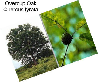 Overcup Oak Quercus lyrata