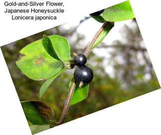 Gold-and-Silver Flower, Japanese Honeysuckle Lonicera japonica