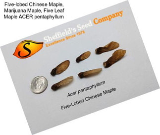 Five-lobed Chinese Maple, Marijuana Maple, Five Leaf Maple ACER pentaphyllum