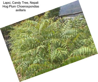 Lapsi, Candy Tree, Nepali Hog Plum Choerospondias axillaris