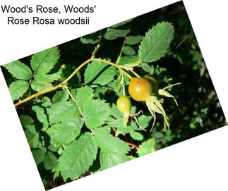 Wood\'s Rose, Woods\' Rose Rosa woodsii