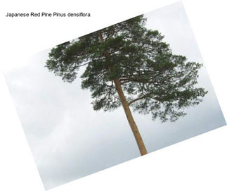 Japanese Red Pine Pinus densiflora