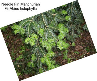 Needle Fir, Manchurian Fir Abies holophylla