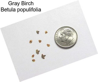 Gray Birch Betula populifolia