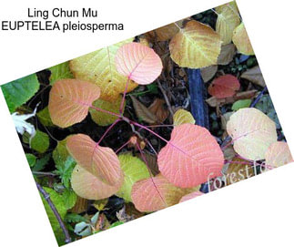 Ling Chun Mu EUPTELEA pleiosperma