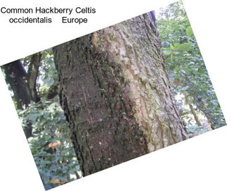 Common Hackberry Celtis occidentalis    Europe