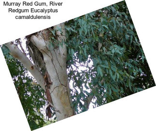 Murray Red Gum, River Redgum Eucalyptus camaldulensis