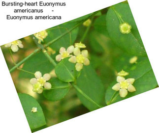 Bursting-heart Euonymus americanus     - Euonymus americana