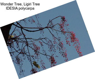 Wonder Tree, Ligiri Tree IDESIA polycarpa