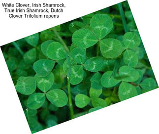 White Clover, Irish Shamrock, True Irish Shamrock, Dutch Clover Trifolium repens