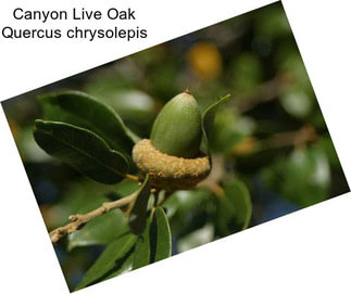 Canyon Live Oak Quercus chrysolepis
