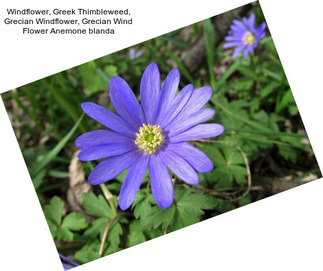 Windflower, Greek Thimbleweed, Grecian Windflower, Grecian Wind Flower Anemone blanda