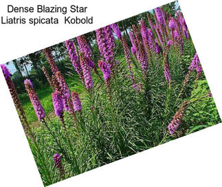 Dense Blazing Star Liatris spicata  Kobold