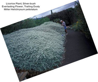 Licorice Plant, Silver-bush Everlasting Flower, Trailing Dusty Miller Helichrysum petiolatum