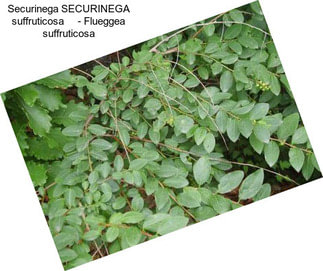 Securinega SECURINEGA suffruticosa     - Flueggea suffruticosa