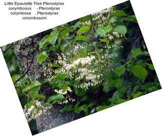 Little Epaulette Tree Pterostyrax corymbosus     - Pterostyrax corymbosa    , Pterostyrax corymbosum