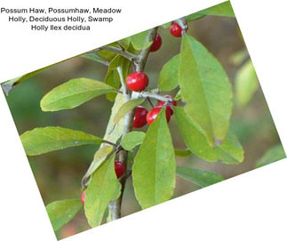 Possum Haw, Possumhaw, Meadow Holly, Deciduous Holly, Swamp Holly Ilex decidua