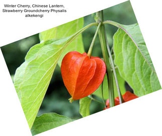 Winter Cherry, Chinese Lantern, Strawberry Groundcherry Physalis alkekengi