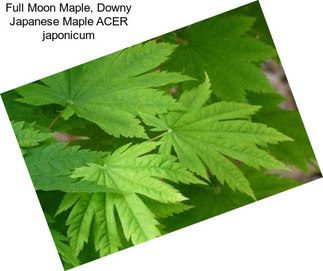 Full Moon Maple, Downy Japanese Maple ACER japonicum