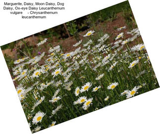 Marguerite, Daisy, Moon Daisy, Dog Daisy, Ox-eye Daisy Leucanthemum vulgare     - Chrysanthemum leucanthemum