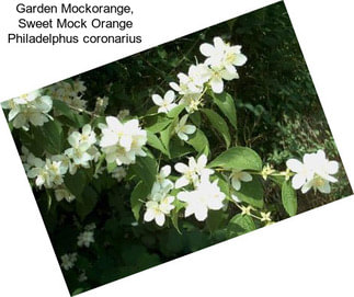 Garden Mockorange, Sweet Mock Orange Philadelphus coronarius