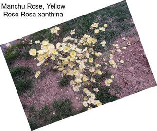 Manchu Rose, Yellow Rose Rosa xanthina