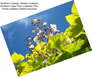 Northern Catalpa, Western Catalpa, Northern Cigar Tree, Catawba Tree, Hardy Catalpa Catalpa speciosa