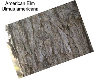 American Elm Ulmus americana