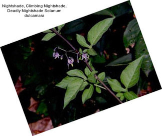 Nightshade, Climbing Nightshade, Deadly Nightshade Solanum dulcamara