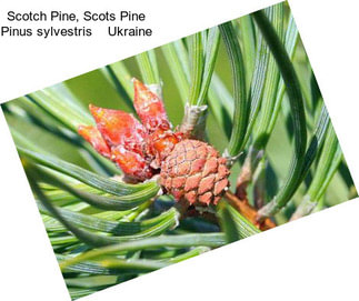 Scotch Pine, Scots Pine Pinus sylvestris    Ukraine