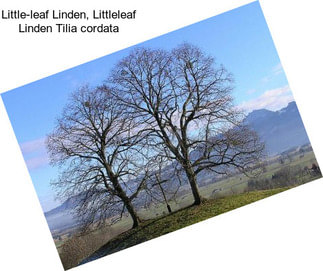Little-leaf Linden, Littleleaf Linden Tilia cordata