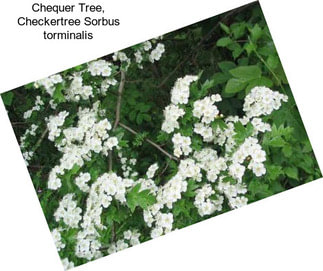 Chequer Tree, Checkertree Sorbus torminalis