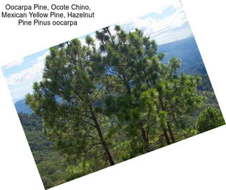 Oocarpa Pine, Ocote Chino, Mexican Yellow Pine, Hazelnut Pine Pinus oocarpa