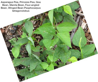 Asparagus Pea, Princess Pea, Goa Bean, Manila Bean, Four-angled Bean, Winged Bean Psophocarpus tetragonolobus