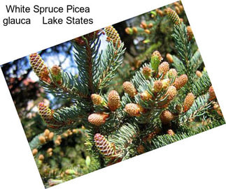 White Spruce Picea glauca    Lake States