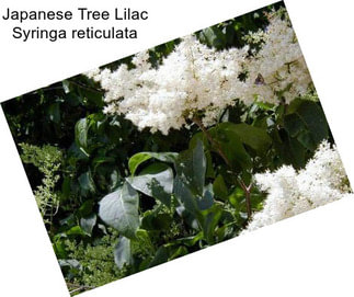 Japanese Tree Lilac Syringa reticulata
