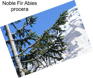 Noble Fir Abies procera