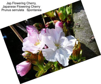 Jap.Flowering Cherry, Japanese Flowering Cherry Prunus serrulata   Spontanea