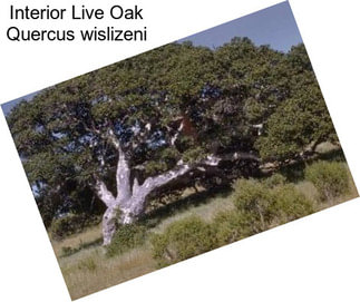 Interior Live Oak Quercus wislizeni