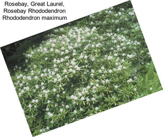 Rosebay, Great Laurel, Rosebay Rhododendron Rhododendron maximum