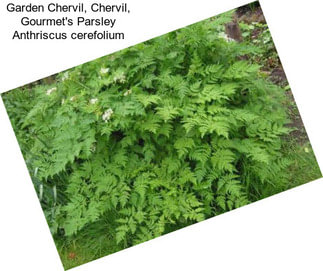 Garden Chervil, Chervil, Gourmet\'s Parsley Anthriscus cerefolium