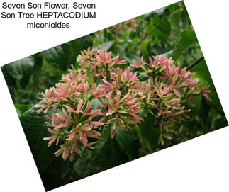 Seven Son Flower, Seven Son Tree HEPTACODIUM miconioides