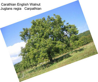 Carathian English Walnut Juglans regia   Carpathian