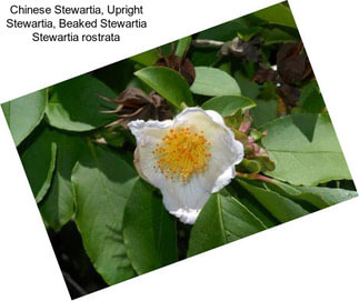 Chinese Stewartia, Upright Stewartia, Beaked Stewartia Stewartia rostrata